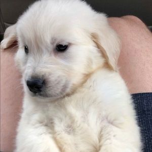 Meet your Posher, Ben